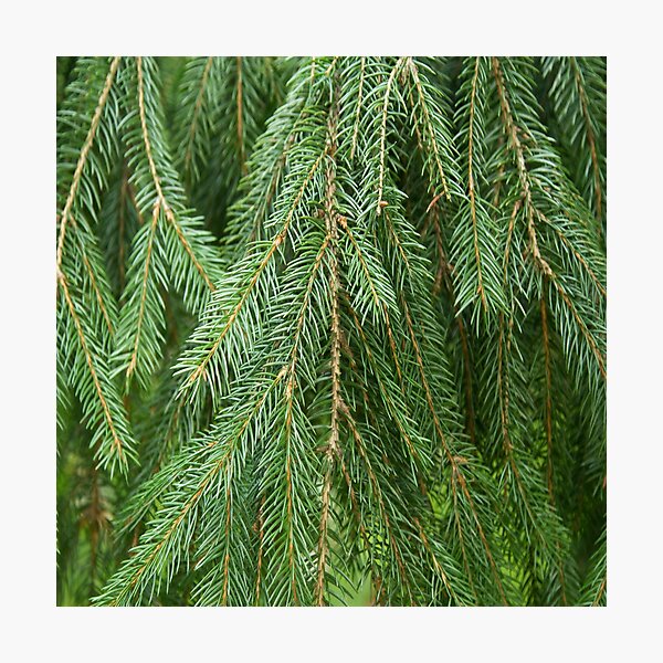 Item preview, Pine Tree Closeup designed and sold by daphsam.