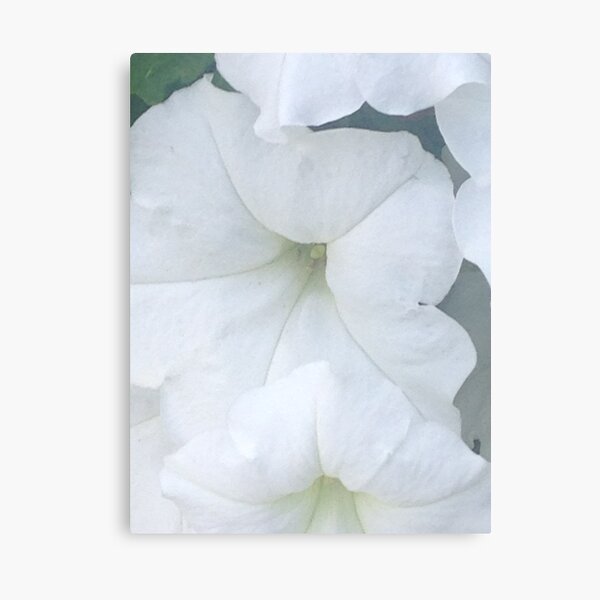 White Petunias 2 Canvas Print