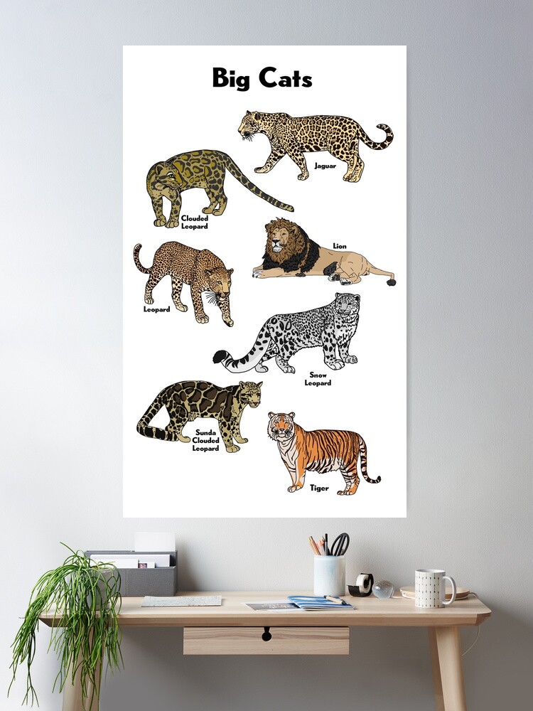 lion third largest cat in the world