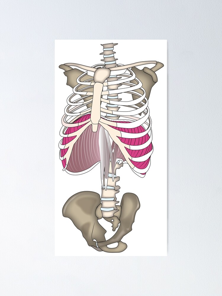 Picture Of What Is Under Your Rib Cage : Rib Cage Pictures ...