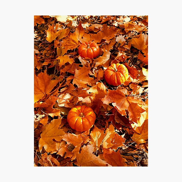 Three Mini Pumpkins Photographic Print