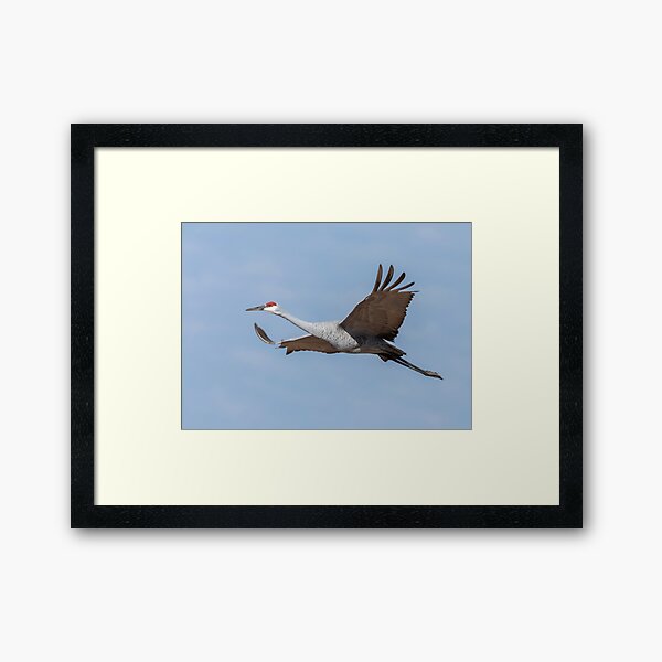 Item preview, Sandhill Crane 2018-10 designed and sold by Thomasyoung.
