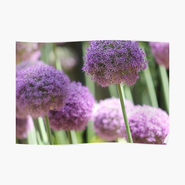 Purple Allium Poster