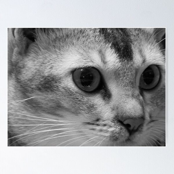 Item preview, Lilly The Cat 2 designed and sold by Godwin Jacob D'Souza.