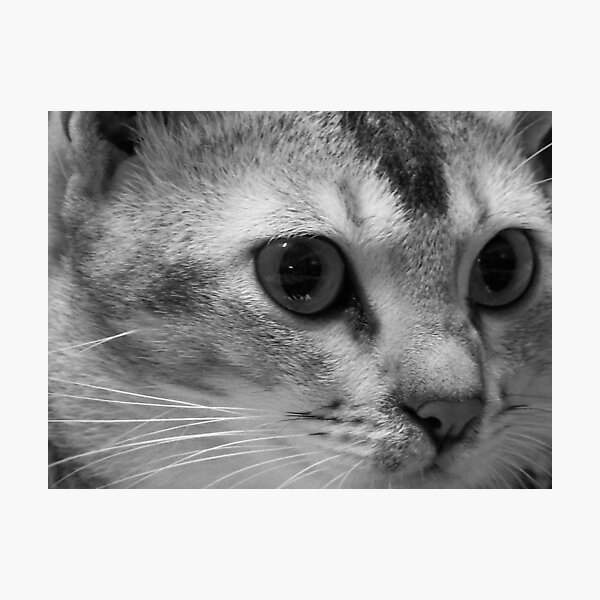 Aperçu de l'œuvre Lilly The Cat 2 créée et vendue par Godwin Jacob D'Souza.