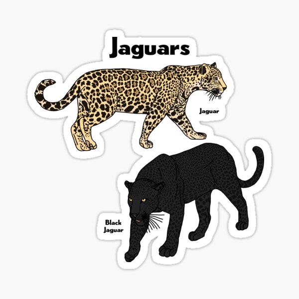 Let's Go Jags Sticker