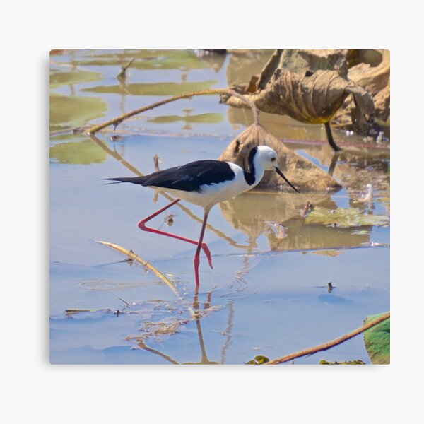 NT ~ WADER ~ STILT ~ Black-winged Stilt by David Irwin ~ WO Canvas Print
