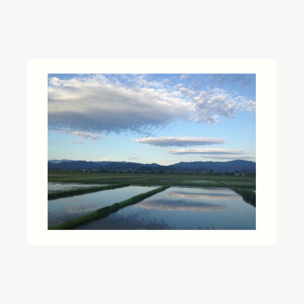 Rice Paddy Dreams Art Print