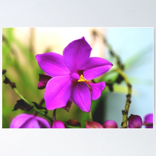 Item preview, Pink flowers designed and sold by Herwin Bahar.