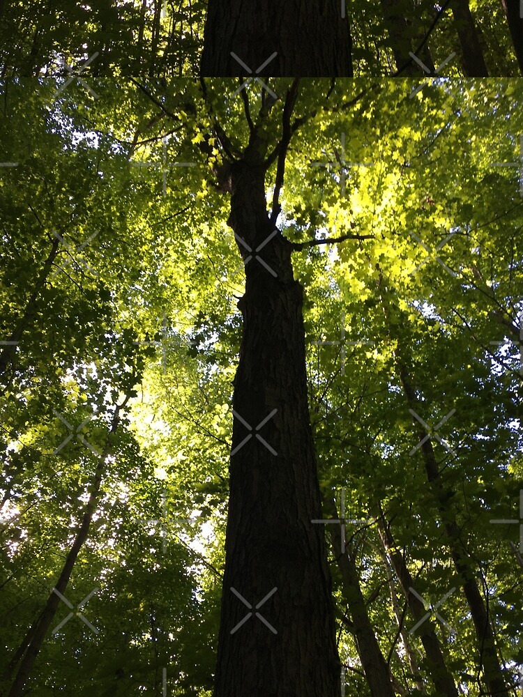 Tree by PicsByMi