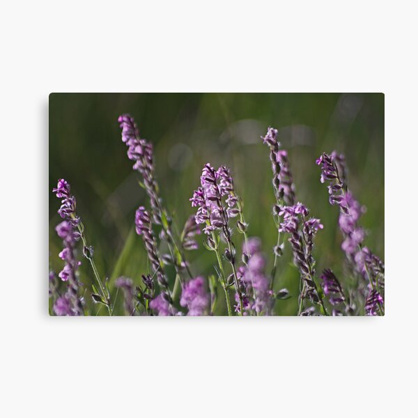 Magical Morning Light Canvas Print