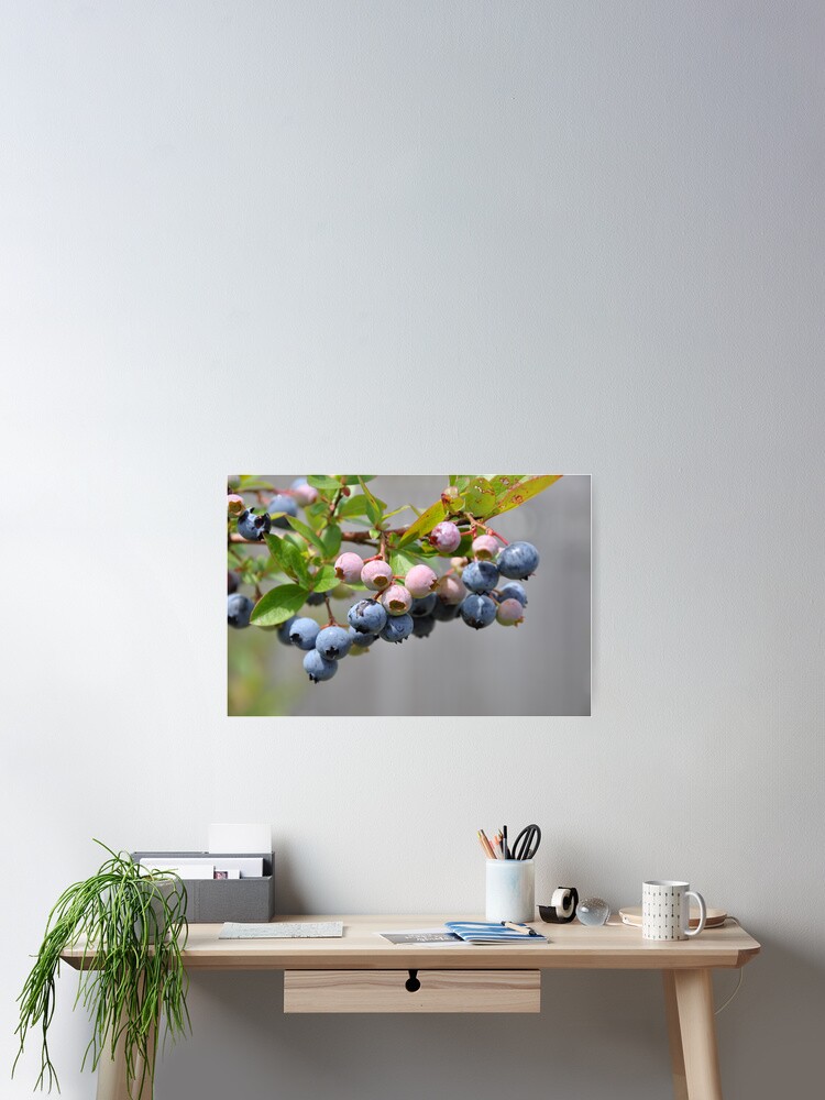 Thumbnail 2 of 3, Poster, blueberries designed and sold by cetrone.