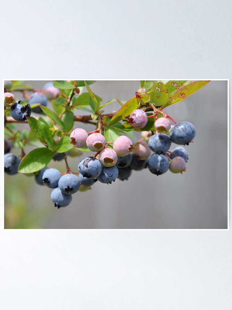 Thumbnail 1 of 3, Poster, blueberries designed and sold by cetrone.