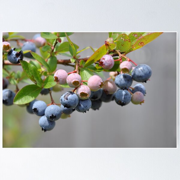 Item preview, blueberries designed and sold by cetrone.