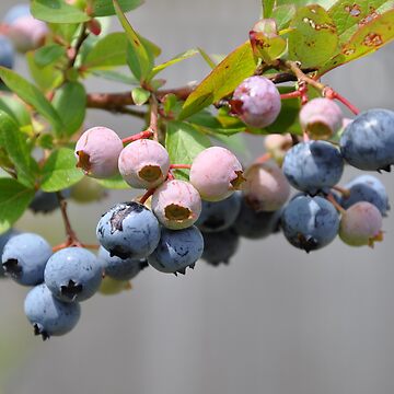 Artwork thumbnail, blueberries by cetrone