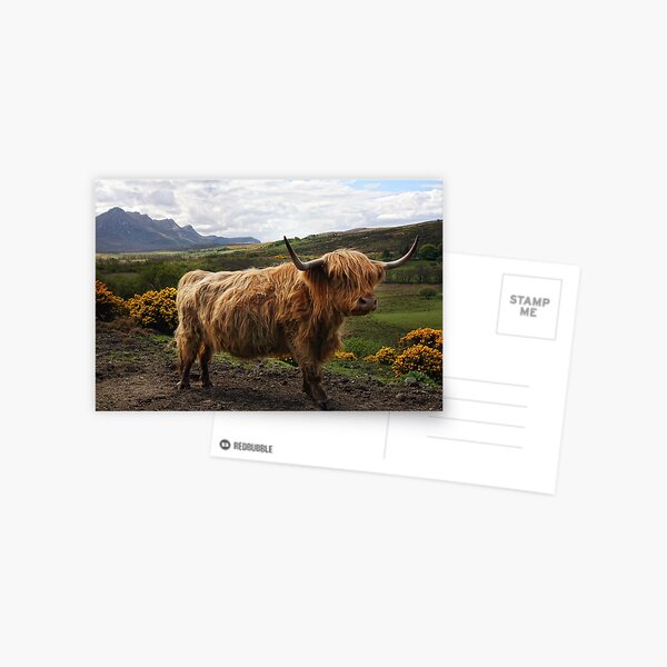 Item preview, Highland Cow - Scottish Highland Cow designed and sold by MaCross.