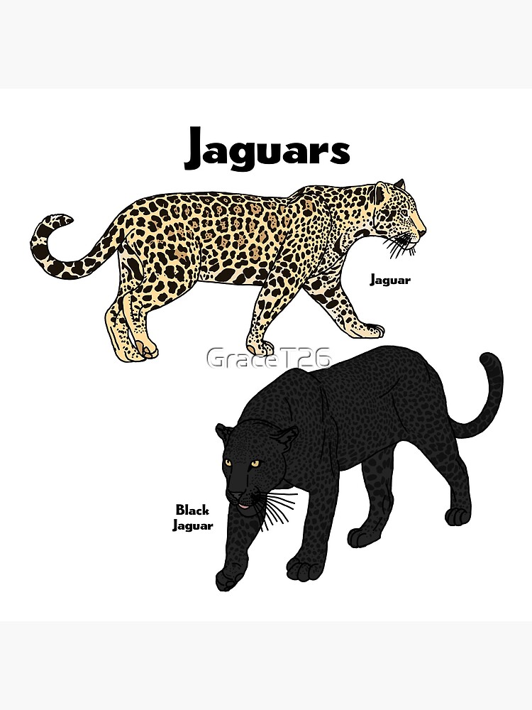 The Jaguar - Home of the Jacksonville, Jaguars Greeting Card by Mountain  Dreams