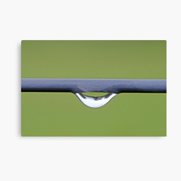 Water Droplet on Green Background Canvas Print