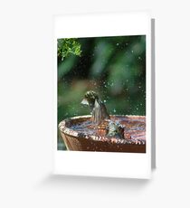 Silvereyes bathtime Greeting Card