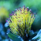 «Alfiletero de hojas grises iluminado por el sol - Leucospermum Grandiflorum» de imaginethis