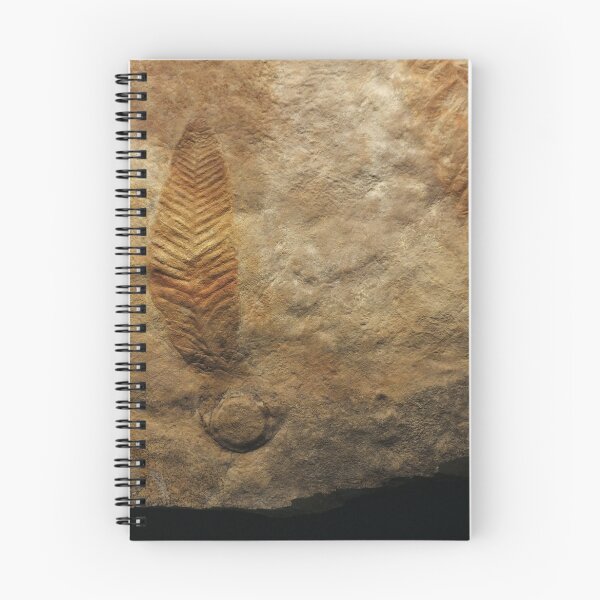 Item preview, Fossil feather designed and sold by Martina Nicolls.