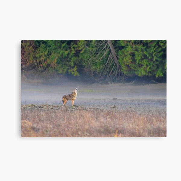 Coyote Serenade Canvas Print