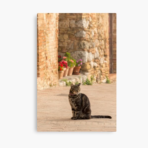 Content Kitty Canvas Print