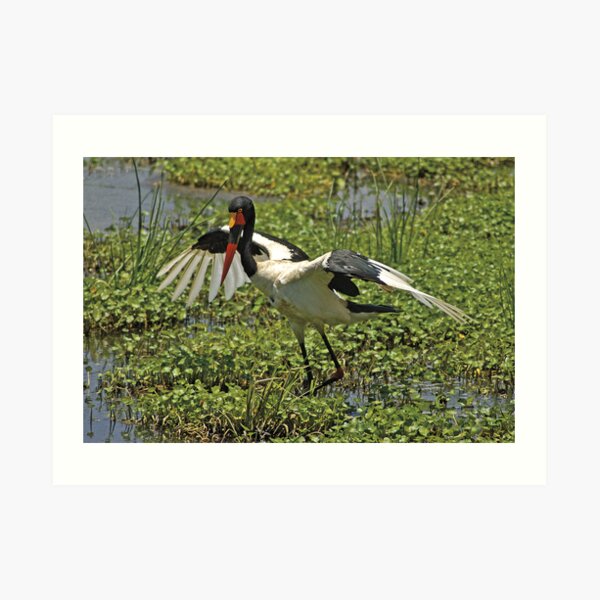 Saddle-billed Stork Art Print