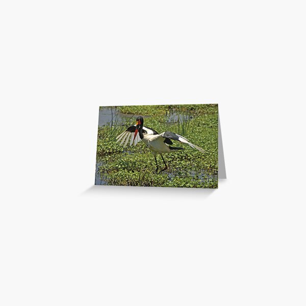 Saddle-billed Stork Greeting Card