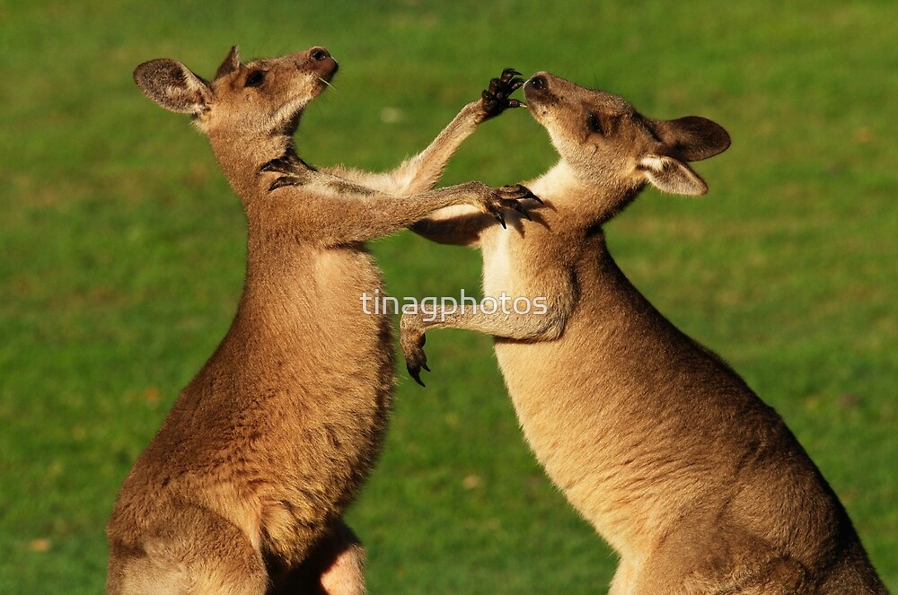 Kangaroo Fight Club