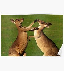 Kangaroo Fight Club Poster