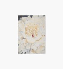 Pivoine à la crème aquarelle Impression rigide