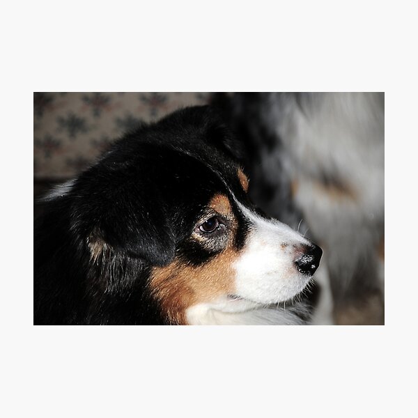 Ch.Paradox Go Fish Photographic Print