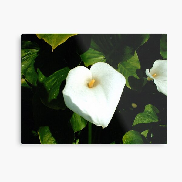 Lily Metal Print