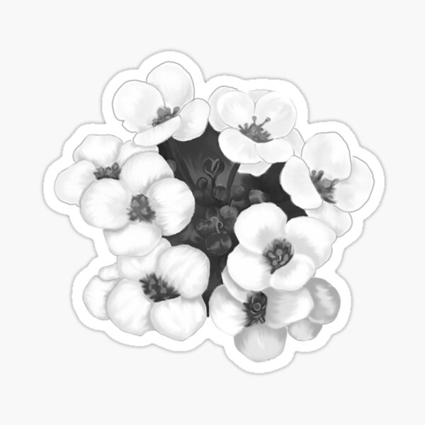 Alyssum Flowers