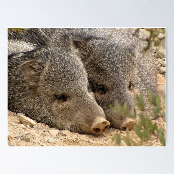 Item preview, Happy as two Pigs in....... designed and sold by Luck of the Shutter.
