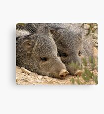 Happy as two Pigs in....... Canvas Print