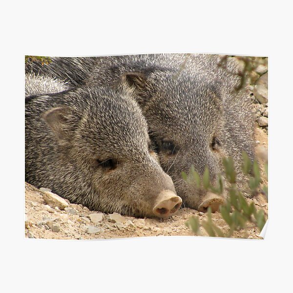 Happy as two Pigs in....... Poster