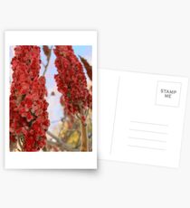 fall sumac Postcards