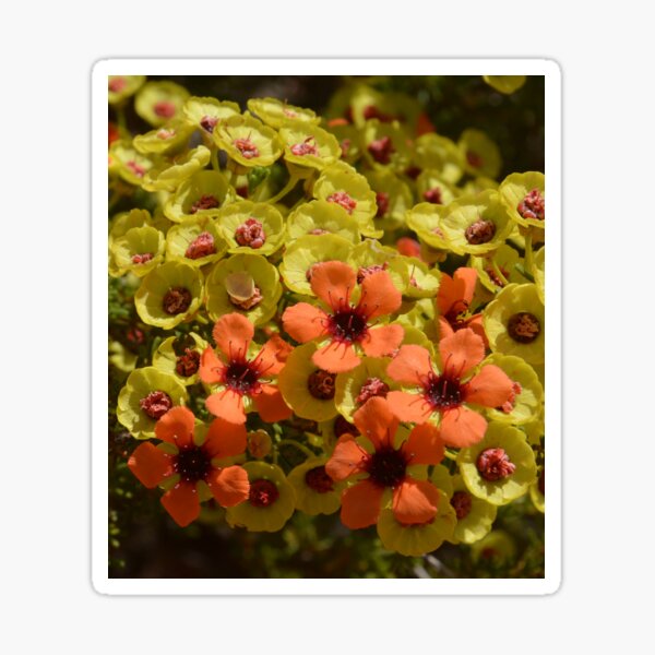 Item preview, Australia flower orange yellow designed and sold by Schoensl.