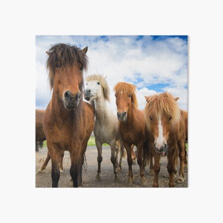 Wandbilder Islandpferde Redbubble