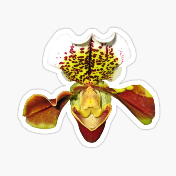 Item preview, Borneo Slipper Orchid designed and sold by Geoffrey Higges.