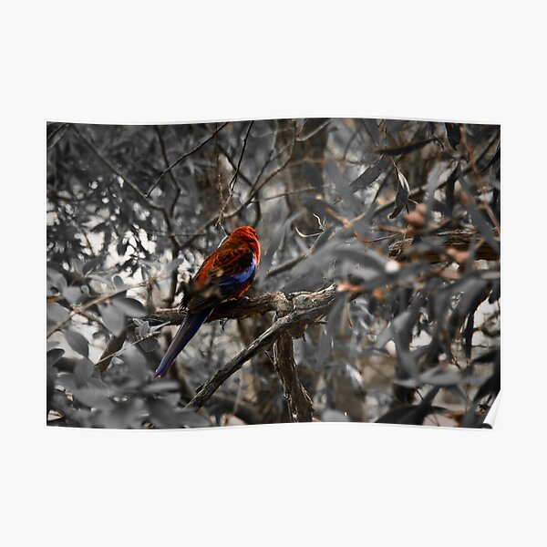 Crimson Rosella - Anglesea, Victoria Poster