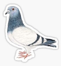 Pigeon T-Shirt Sticker