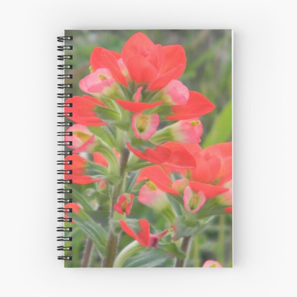 Item preview, Indian Paintbrush designed and sold by Navigator.