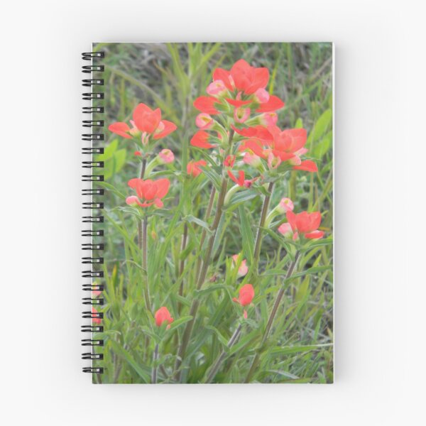 Item preview, An Eyeful of Indian Paintbrush designed and sold by Navigator.
