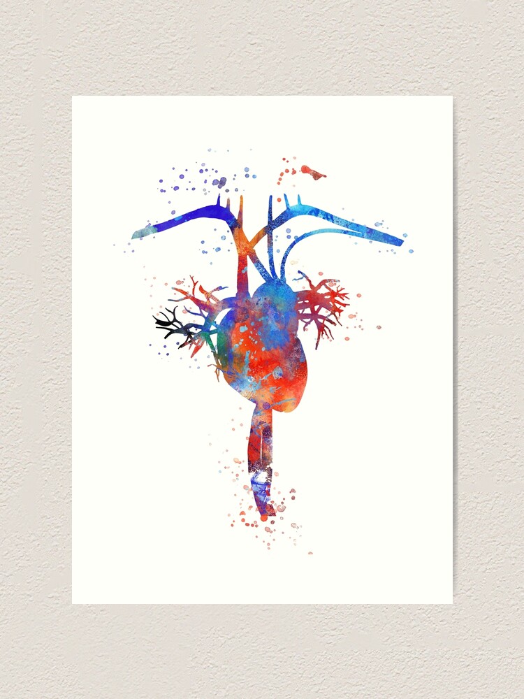 Human Heart, Heart Anatomy, Medical Art, Watercolor Heart, Heart Print, Abstract Heart" Art Print By Rosaliartbook | Redbubble
