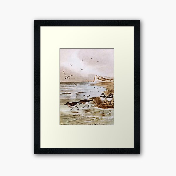 Common Terns on the Shore Framed Art Print
