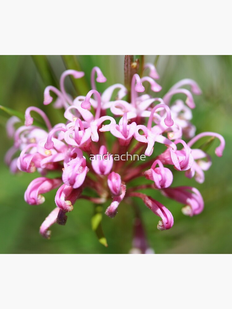 Grevillea leiophylla by andrachne