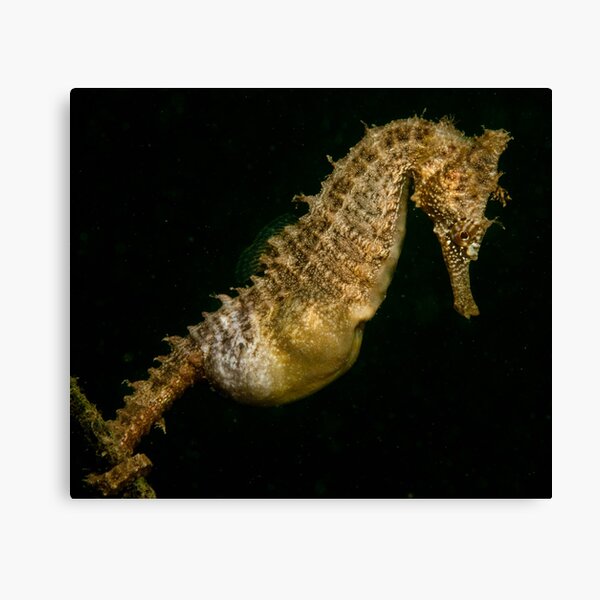 Sea Horse Canvas Print